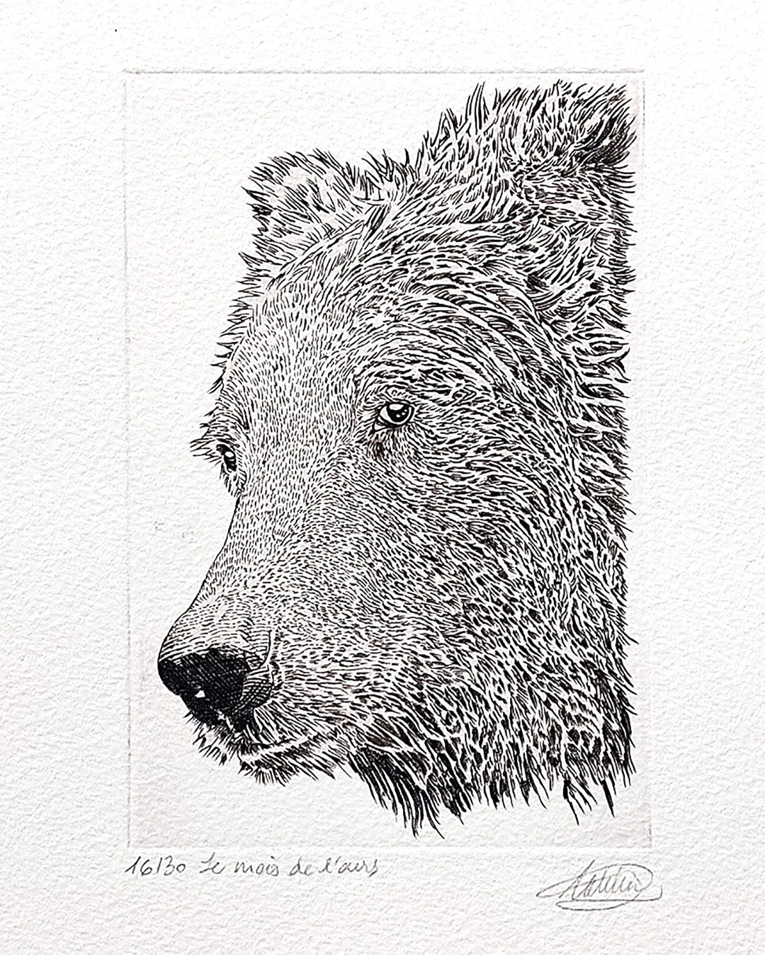 Le mois de l_Ours